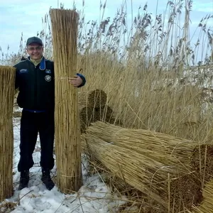 очерет тростник камыш