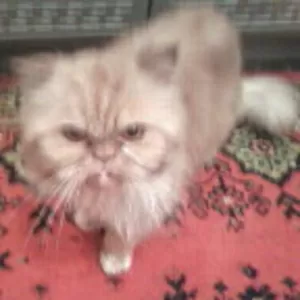 Персидский кот Чарлик для вязки
