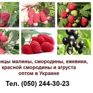 Продам оптом саженцы малины,  смородины,  ежевики,  красной смородины