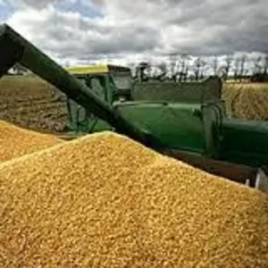 закуповуєм зерно кукурудзи та побічний продукт 