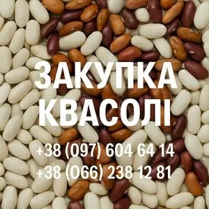 Закупівля квасолі оптовими партіями