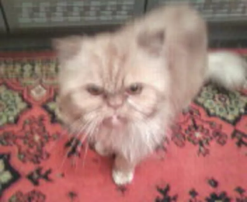 Персидский кот Чарлик для вязки