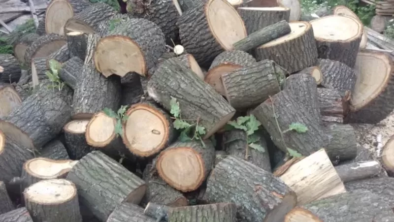 Купити дубові дрова чурки Луцьк